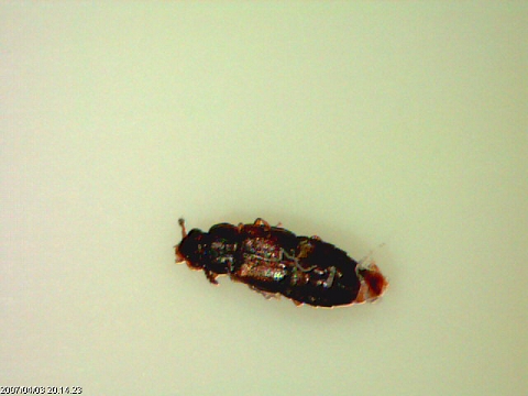 Stafilinide Omalium sp.